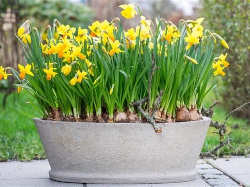 Como Plantar e Cuidar de Narcisos